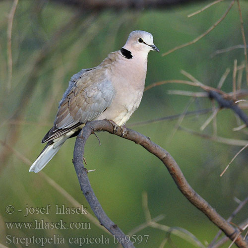 Streptopelia capicola ba9597