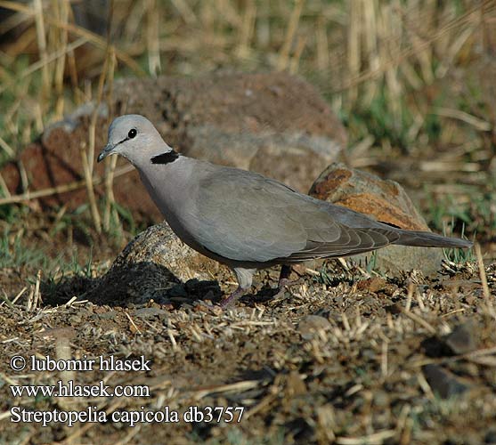 Streptopelia capicola db3757