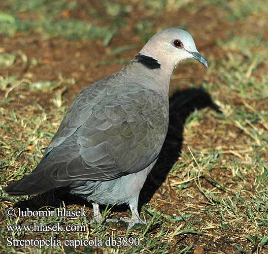 Streptopelia capicola Gewone Tortelduif Leeba Lephoi Ring-necked Cape Turtle Dove Byduer Savanneskoggerdue aroturturikyyhky Tourterelle du Cap Kaap tortelduif Tortora del Capo Fokföldi gerle Kapturteltaube synogarlica czerwonowinna hrdlička damarská Tórtola Cabo Kapturturduva