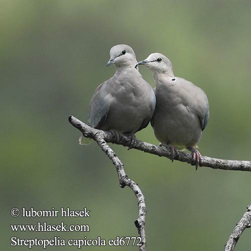 Hrdlička damarská Tórtola Cabo Kapturturduva Gewone Tortelduif Leeba Lephoi アフリカジュズカケバト Rola cabo Savannedue Streptopelia capicola Ring-necked Cape Turtle Dove Byduer Savanneskoggerdue Aroturturikyyhky Tourterelle Cap Kaap tortelduif Kaapse Tortel Tortora Capo Fokföldi gerle Kapturteltaube Gurrtaube Synogarlica czerwonowinna