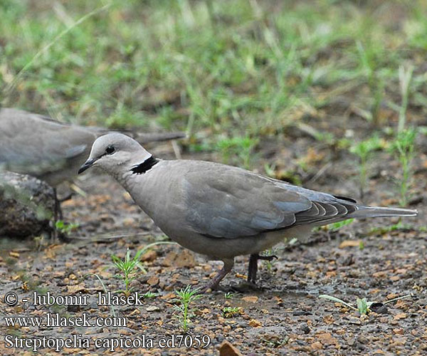 Streptopelia capicola ed7059