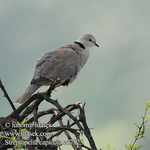 Rola cabo Savannedue Streptopelia capicola Ring-necked Cape Turtle Dove Byduer Savanneskoggerdue Aroturturikyyhky Tourterelle Cap Kaap tortelduif Kaapse Tortel Tortora Capo Fokföldi gerle Kapturteltaube Gurrtaube Synogarlica czerwonowinna Hrdlička damarská Tórtola Cabo Kapturturduva Gewone Tortelduif Leeba Lephoi アフリカジュズカケバト