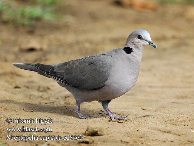 Ring-necked Cape Turtle Dove Byduer Savanneskoggerdue Aroturturikyyhky Tourterelle Cap Kaap tortelduif Kaapse Tortel Tortora Capo Fokföldi gerle Kapturteltaube Gurrtaube Synogarlica czerwonowinna Hrdlička damarská Tórtola Cabo Kapturturduva Gewone Tortelduif Leeba Lephoi アフリカジュズカケバト Rola cabo Savannedue Streptopelia capicola