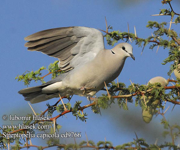 Streptopelia capicola ed9766