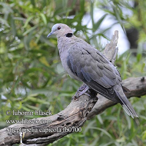 Streptopelia capicola fb0700