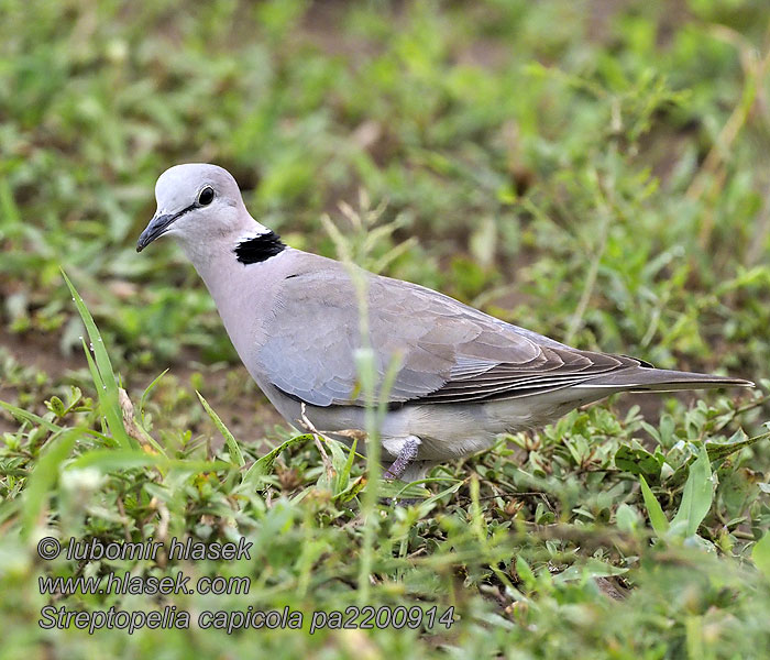 Streptopelia capicola