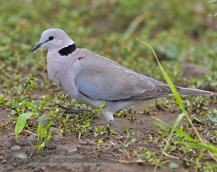 Streptopelia capicola