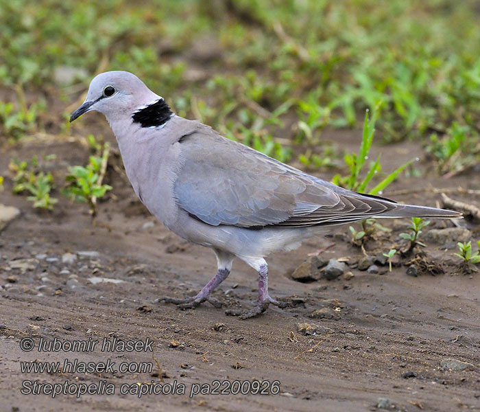 Streptopelia capicola