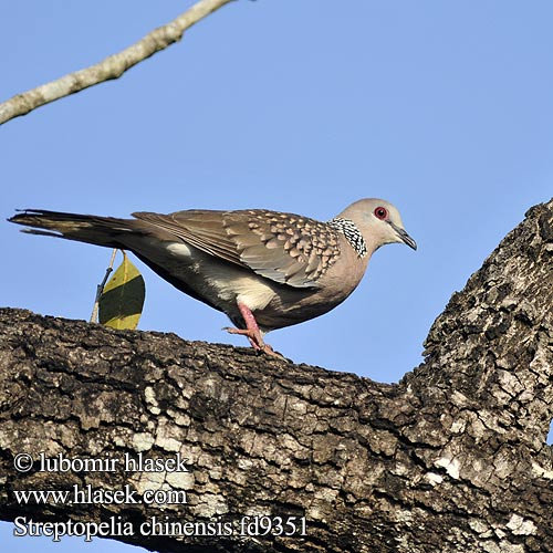 Streptopelia chinensis Spotted Dove Hrdlička kropenatá Perlhalstaube Tórtola Moteada Tourterelle tigrine Tortora macchiata カノコバト Pareltortel Synogarlica perloszyja 珠頸斑鳩 珠颈斑鸠 Cu gáy TH: นกเขาใหญ่ นกเขาหลวง Китайская горлица Pärlhalsduva Kinesisk turteldue Tekukur 목점박이비둘기 Pulli pura Bokuru Tekukur Biasa Perlehalsdue