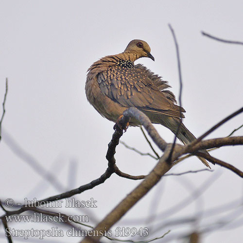 Streptopelia chinensis fd9943