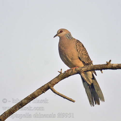 カノコバト Pareltortel Synogarlica perloszyja 珠頸斑鳩 珠颈斑鸠 Cu gáy TH: นกเขาใหญ่ นกเขาหลวง Китайская горлица Pärlhalsduva Kinesisk turteldue Tekukur 목점박이비둘기 Pulli pura Bokuru Tekukur Biasa Perlehalsdue Streptopelia chinensis Spotted Dove Hrdlička kropenatá Perlhalstaube Tórtola Moteada Tourterelle tigrine Tortora macchiata