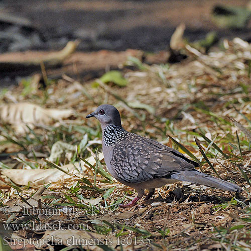 Streptopelia chinensis fe0135