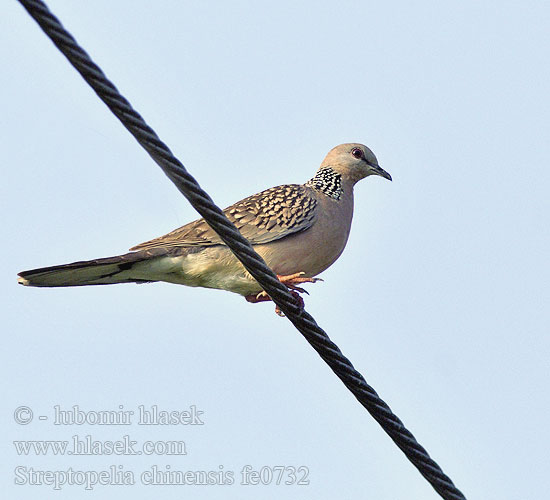 Streptopelia chinensis fe0732