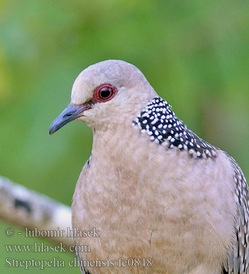 Spotted Dove Hrdlička kropenatá Perlhalstaube Tórtola Moteada Tourterelle tigrine Tortora macchiata カノコバト Pareltortel Synogarlica perloszyja 珠頸斑鳩 珠颈斑鸠 Cu gáy นกเขาใหญ่ นกเขาหลวง Китайская горлица Pärlhalsduva Kinesisk turteldue Tekukur 목점박이비둘기 Pulli pura Bokuru Tekukur Biasa Perlehalsdue Streptopelia chinensis