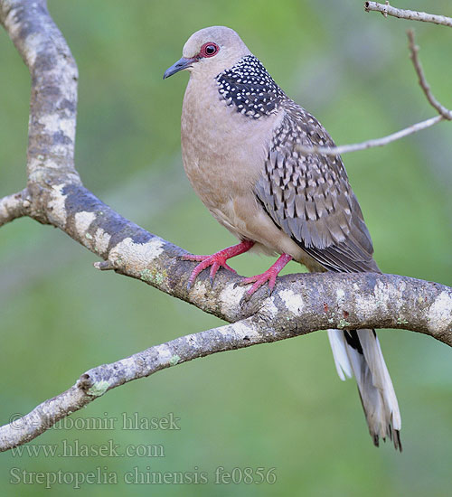 Hrdlička kropenatá Perlhalstaube Tórtola Moteada Tourterelle tigrine Tortora macchiata カノコバト Pareltortel Synogarlica perloszyja 珠頸斑鳩 珠颈斑鸠 Cu gáy นกเขาใหญ่ นกเขาหลวง Китайская горлица Pärlhalsduva Kinesisk turteldue Tekukur 목점박이비둘기 Pulli pura Bokuru Tekukur Biasa Perlehalsdue Streptopelia chinensis Spotted Dove