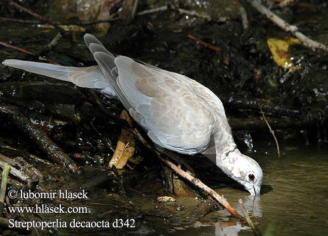 Streptopelia decaocta d342