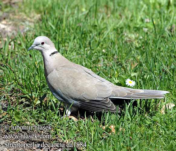 Streptopelia decaocto hrdlička domácí balkánská