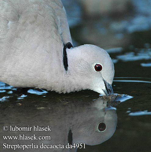 Streptopelia decaocto Tyrkerdue Turkse Tortel