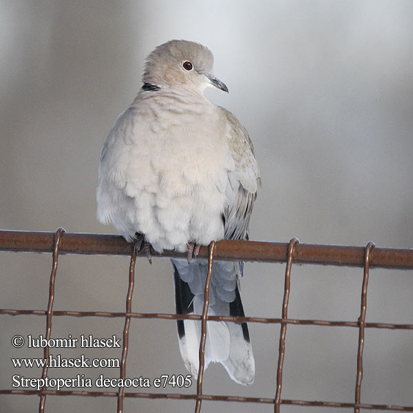 Streptopelia decaocto Collared Dove Türkentaube