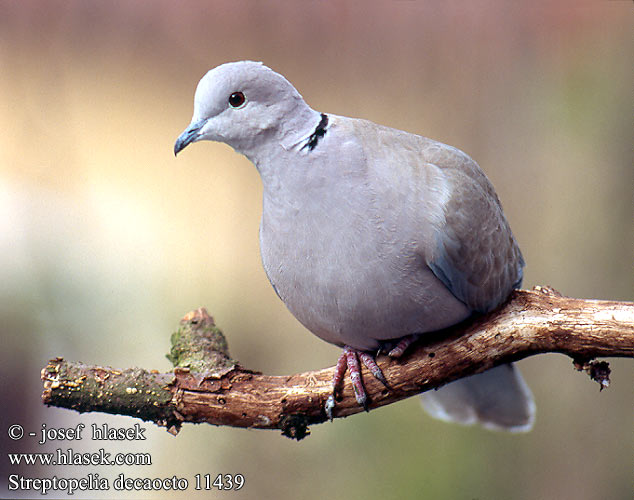 Streptopelia decaocto 11439