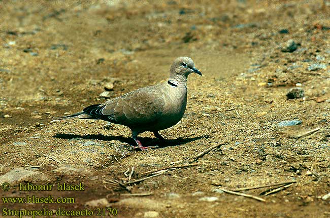 Streptopelia decaocto 2170