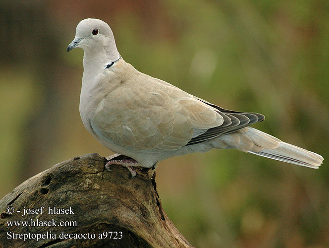 Streptopelia decaocto a9723