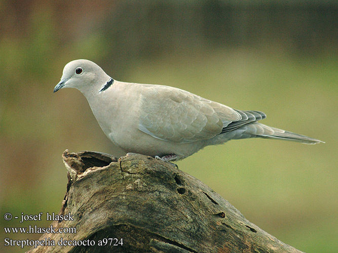 Streptopelia decaocto Türkentaube Tourterelle turque