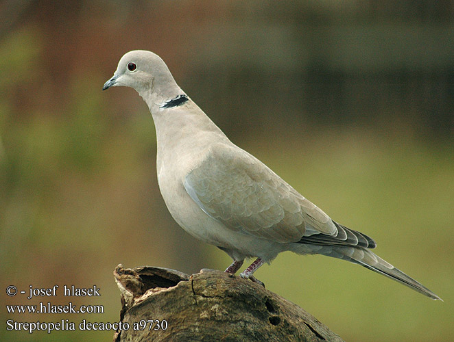 Streptopelia decaocto a9730