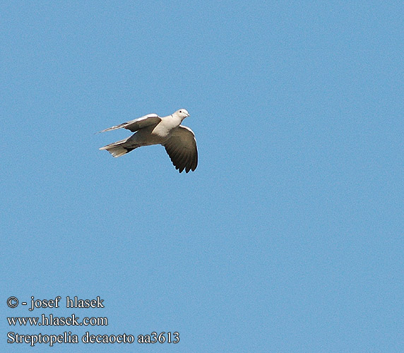 Streptopelia decaocto aa3613