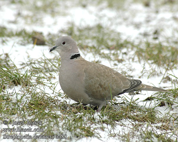 Streptopelia decaocto aa88