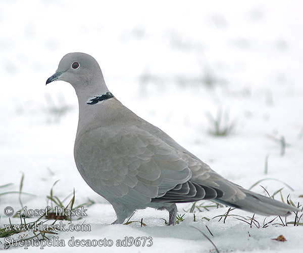 Streptopelia decaocto Кольчатая горлица