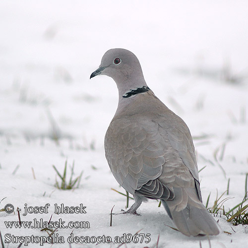 Streptopelia decaocto תור צווארון