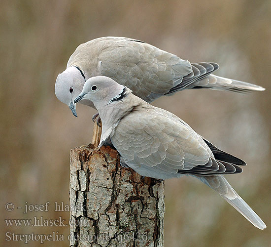 Streptopelia decaocto Collared Dove Türkentaube