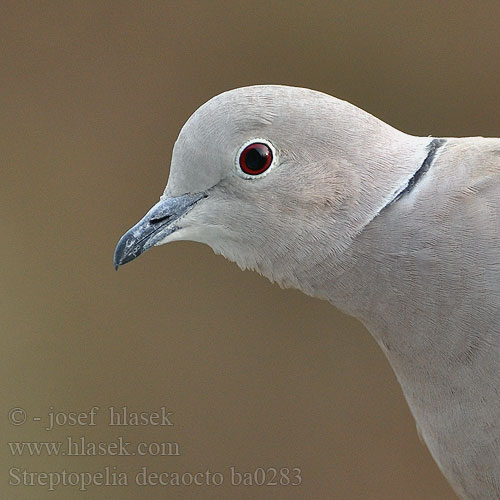 Streptopelia decaocto Collared Dove Türkentaube