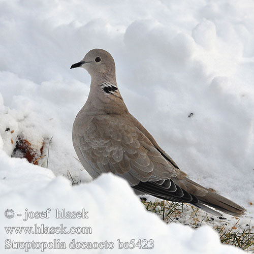 Collared Dove Türkentaube Tourterelle turque