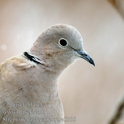 Streptopelia decaocto be8366