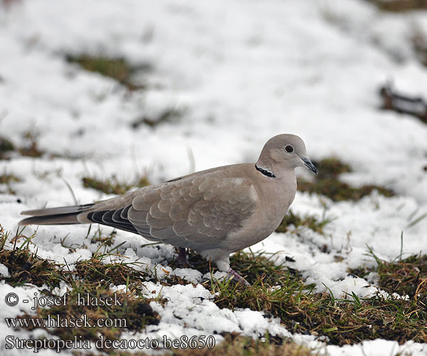 Streptopelia decaocto be8650