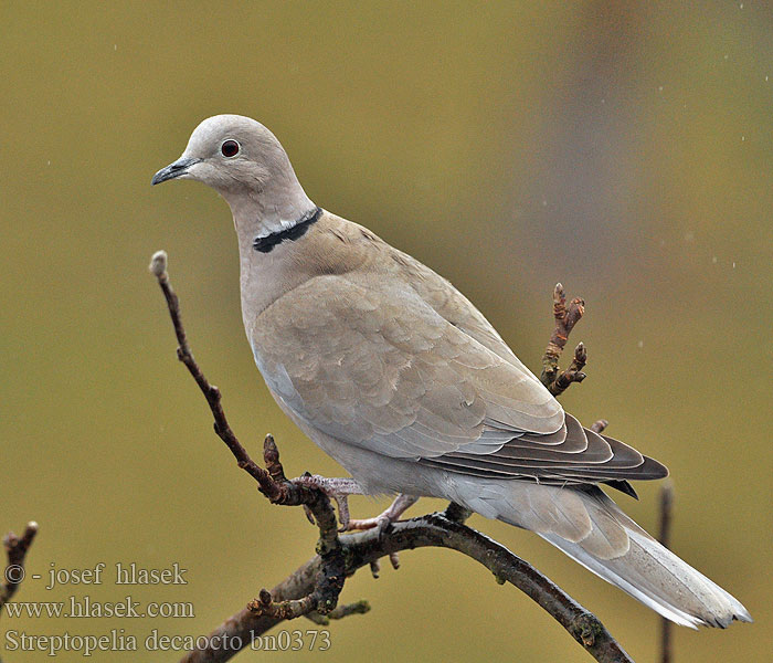 Streptopelia decaocto Collared Dove Türkentaube