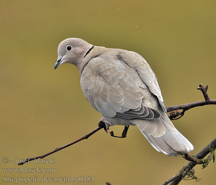 Collared Dove Streptopelia decaocto