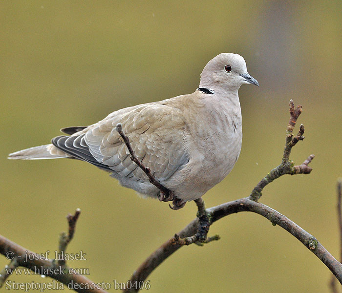 Streptopelia decaocto bn0406