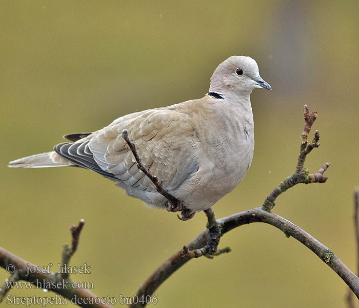 Türkentaube Collared Dove Streptopelia decaocto