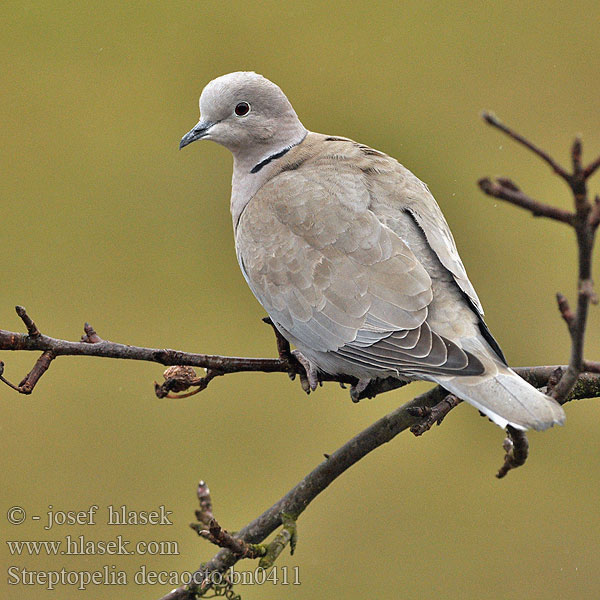 Tourterelle turque Türkentaube Collared Dove