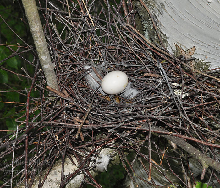 Streptopelia decaocto Collared Dove Türkentaube