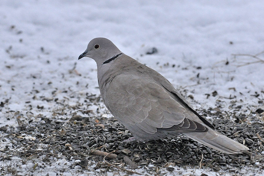 Streptopelia decaocto Hrdlička zahradní