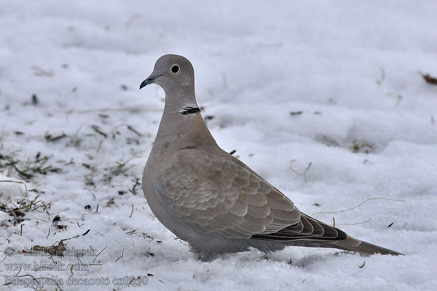 Hrdlička zahradní Streptopelia decaocto