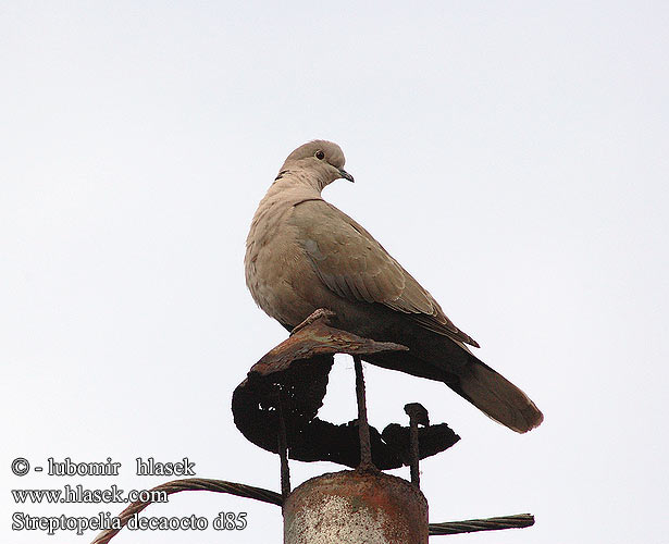 Streptopelia decaocto d85