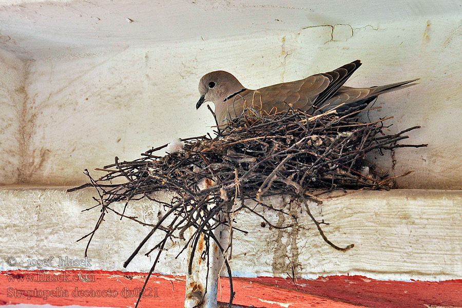 Streptopelia decaocto