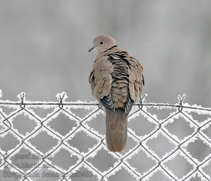 Hrdlička zahradní Streptopelia decaocto