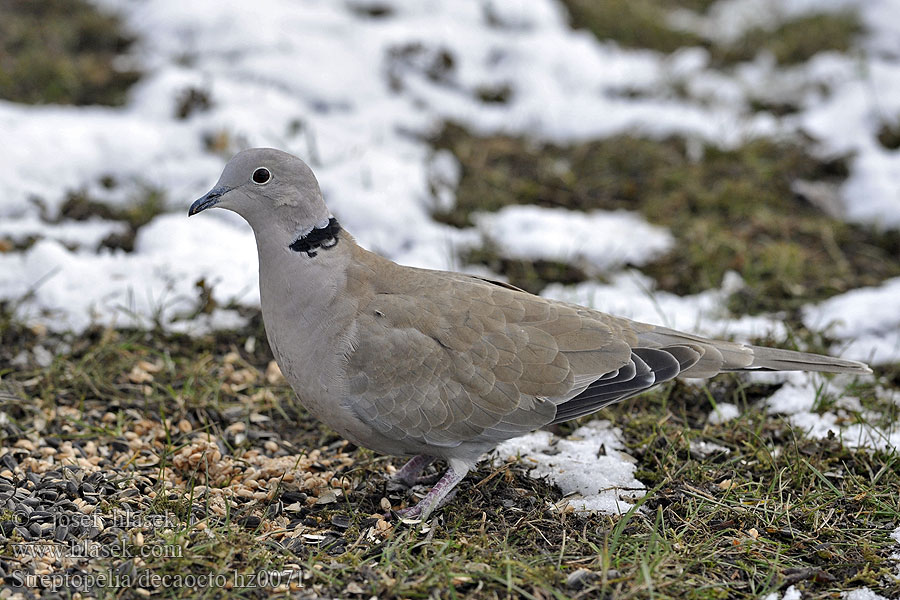 Streptopelia decaocto Collared Dove