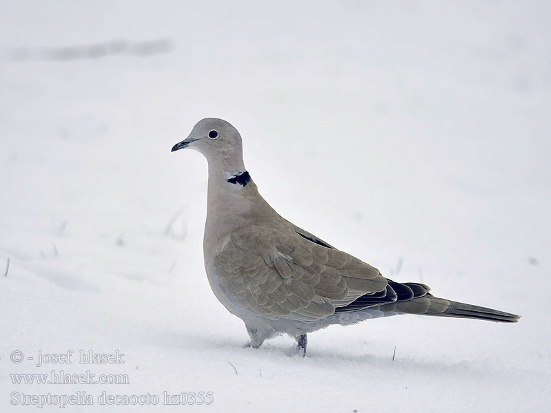 Streptopelia decaocto Türkentaube